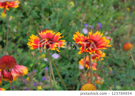 Gaillardia is growing in garden. Plant of Aster family. Gaillardia grows in meadow or open areas. Cottage garden. 123784934