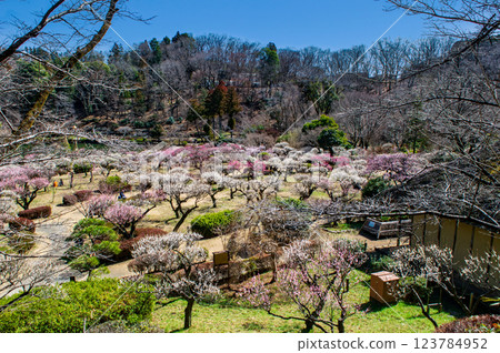 Yakushiike Park, Plum Garden, Machida City, Tokyo, a metropolitan designated scenic spot 123784952