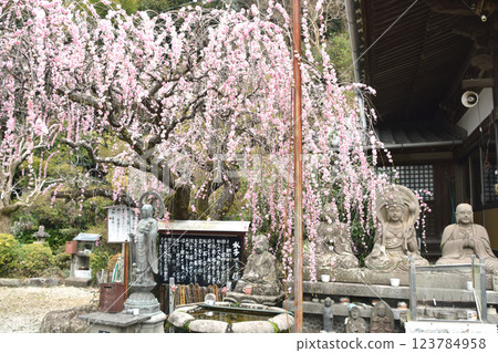 光雲山海邊寺的垂枝梅樹 123784958