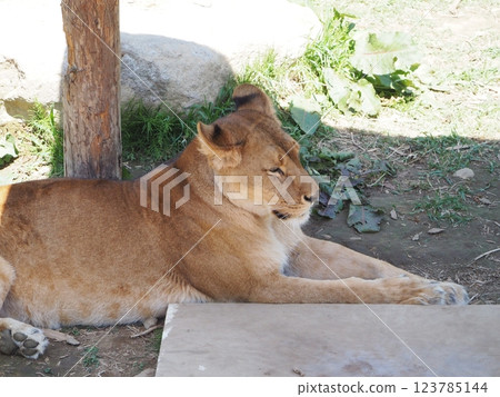 Lioness resting in the shade Lioness resting in the shade 123785144