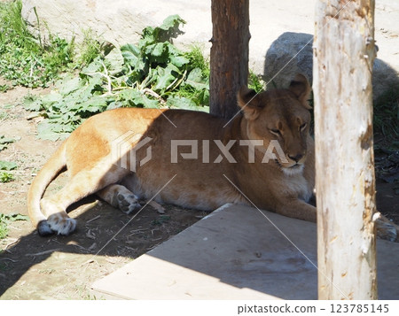 Lioness resting in the shade 123785145