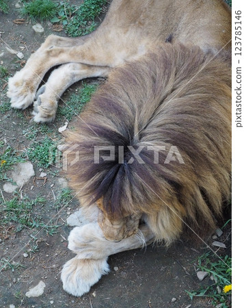 Male lion resting in the shade Male lion resting in the shade 123785146