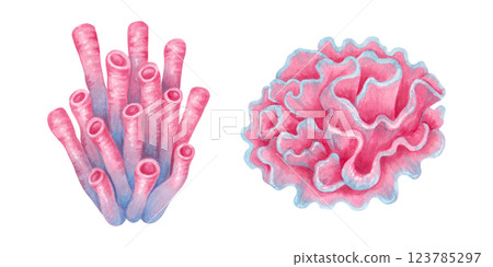 Tubular, hard pink coral, sea sponge. Ocean coral reefs. Watercolor and marker illustrations. Hand drawn isolated art. Underwater seabed animal for cosmetics packaging design, travel guides,playroom. 123785297
