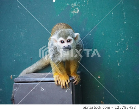 Adorable squirrel monkey Adorable squirrel monkey 123785458