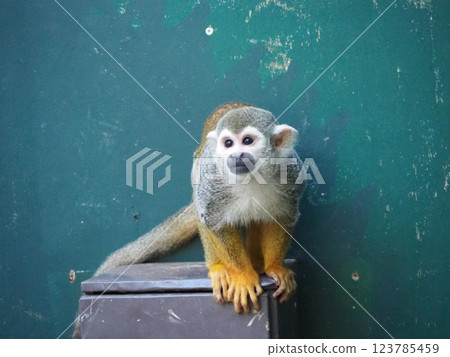 Adorable squirrel monkey Adorable squirrel monkey 123785459