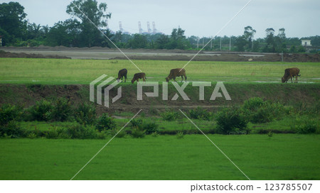 Vietnam, Hanoi suburbs, water buffalo, May 2024 123785507