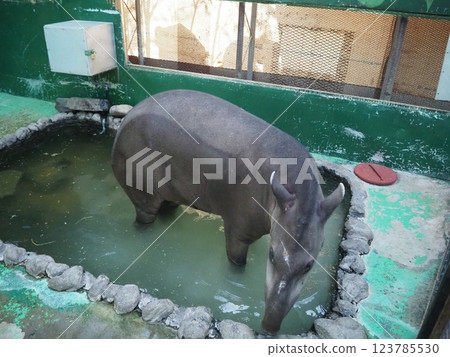 American Tapir Cooling Off in the Pool American Tapir Cooling Off in the Pool 123785530