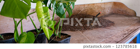 Transplanting a monstera plant, a cheese plant. Soil, nutrient substrate and a scoop for transplanting potted plants with a composition of baking powder 123785618