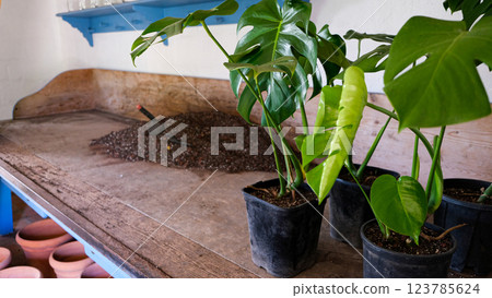 Transplanting a monstera plant, a cheese plant. Soil, nutrient substrate and a scoop for transplanting potted plants with a composition of baking powder Transplanting a monstera plant, a cheese plant. Soil, nutrient substrate and a scoop for transplanting potted plants with a composition of baking powder 123785624