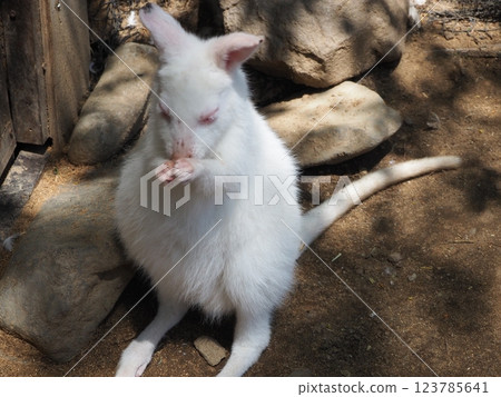Albino Bennett's Wallaby Baby 123785641