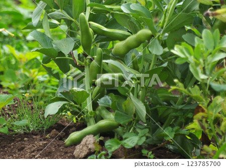 蠶豆不斷生長，直衝雲霄 123785700