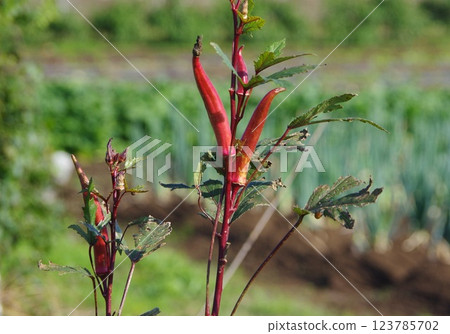 紅秋葵生長 123785702