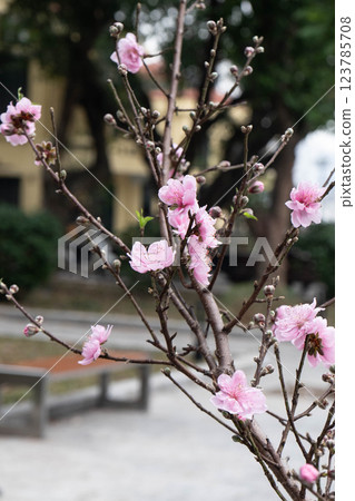 Cherry blossoms burst into bloom, adding a touch of beauty to the festive atmosphere of Chinese New Year. This display of soft pink flowers symbolizes renewal and hope in the spring season. 123785708