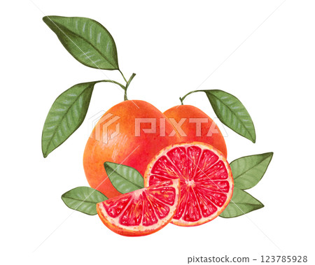 Composition of citrus grapefruit. Whole and slices of fruit with leaves. Watercolor and marker illustration. Ecological product. Hand drawn isolated art. Healthy food for food packaging, juice, menu. Composition of citrus grapefruit. Whole and slices of fruit with leaves. Watercolor and marker illustration. Ecological product. Hand drawn isolated art. Healthy food for food packaging, juice, menu. 123785928