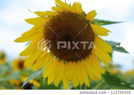 Omuta City Sunflower Field, 123785936
