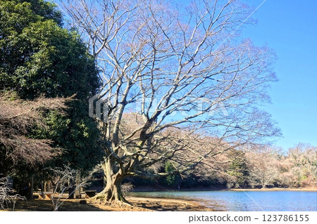 一碧湖初春清涼景色 一碧湖初春清涼景色 123786155