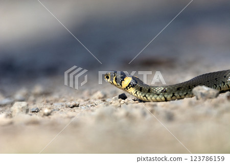 A grass snake crawling on rocky ground 123786159
