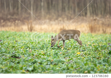 Roe deer in a rural field Roe deer in a rural field 123786160