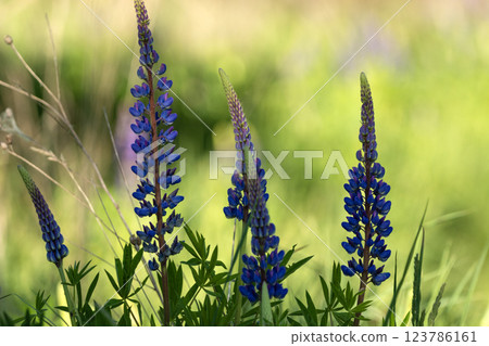 Lupin flowers in the shade in a green meadow 123786161