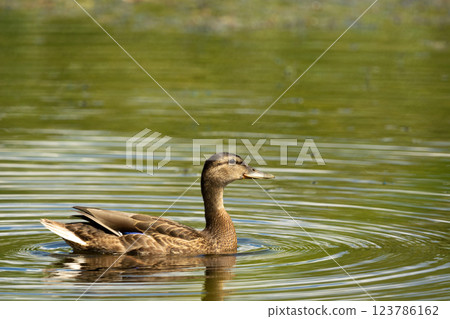 A brown female mallard duck swims in the water A brown female mallard duck swims in the water 123786162