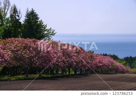 以大海為背景的重瓣櫻花盛開 以大海為背景的重瓣櫻花盛開 123786253