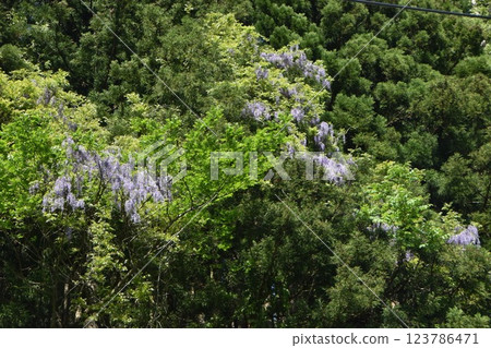 Wisteria flowers blooming on a mountain tree Wisteria flowers blooming on a mountain tree 123786471
