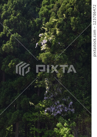 Wisteria flowers blooming on a mountain tree 123786472