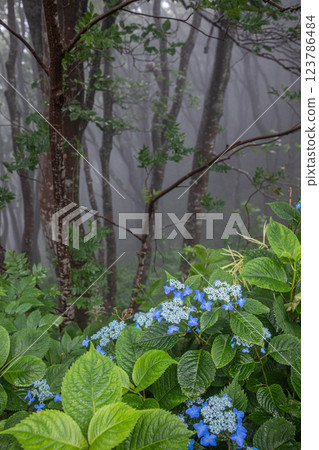 【新潟縣_佐渡_山繡球花】7月在佐渡天際線上空盛開的繡球花 【新潟縣_佐渡_山繡球花】7月在佐渡天際線上空盛開的繡球花 123786484