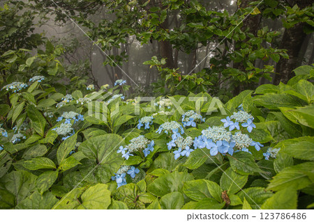 [Niigata Prefecture_Sado_Mountain Hydrangea] Hydrangeas blooming in the sky on the Osado Skyline in July 123786486