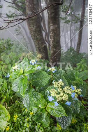 [Niigata Prefecture_Sado_Mountain Hydrangea] Hydrangeas blooming in the sky on the Osado Skyline in July 123786487