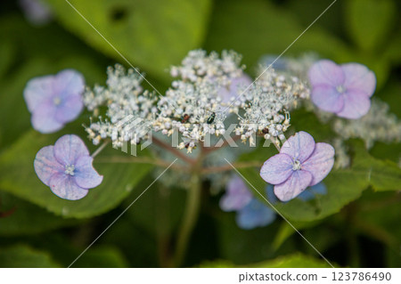 [Niigata Prefecture_Sado_Mountain Hydrangea] Hydrangeas blooming in the sky on the Osado Skyline in July 123786490
