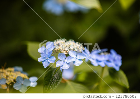 [Niigata Prefecture_Sado_Mountain Hydrangea] Hydrangeas blooming in the sky on the Osado Skyline in July 123786502