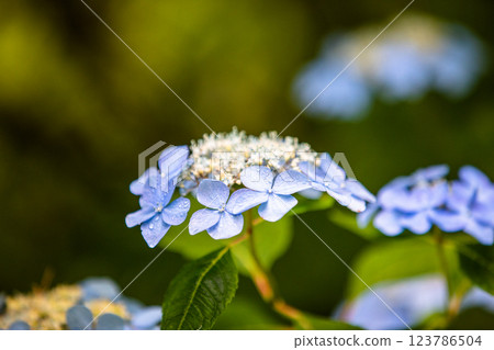 [Niigata Prefecture_Sado_Mountain Hydrangea] Hydrangeas blooming in the sky on the Osado Skyline in July 123786504