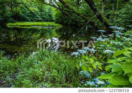 [Niigata Prefecture_Sado_Mountain Hydrangea] Mountain hydrangea blooming in the high moor (Otowa Pond) in July 123786519