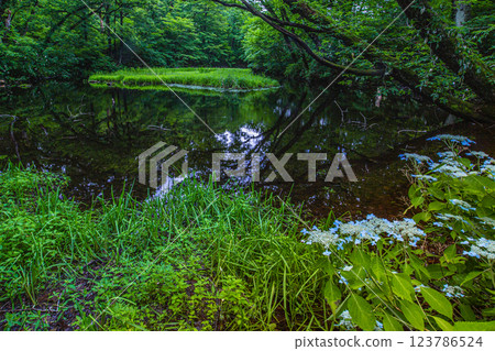 [Niigata Prefecture_Sado_Mountain Hydrangea] Mountain hydrangea blooming in the high moor (Otowa Pond) in July 123786524