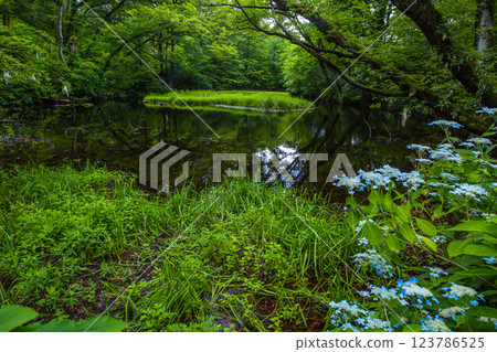[Niigata Prefecture_Sado_Mountain Hydrangea] Mountain hydrangea blooming in the high moor (Otowa Pond) in July 123786525