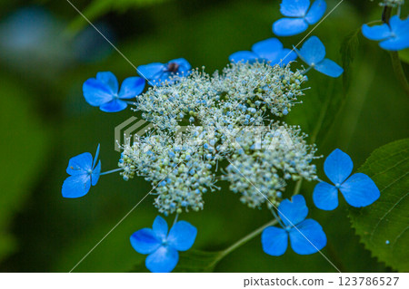 [Niigata Prefecture_Sado_Mountain Hydrangea] Mountain hydrangea blooming in the high moor (Otowa Pond) in July 123786527