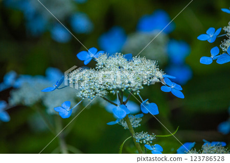 [Niigata Prefecture_Sado_Mountain Hydrangea] Mountain hydrangea blooming in the high moor (Otowa Pond) in July 123786528
