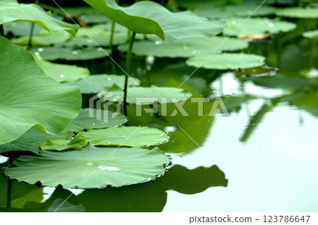 在荷花田中看到的風景 123786647
