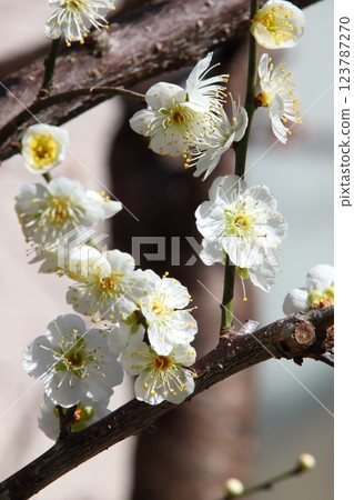 white plum blossom white plum blossom 123787270