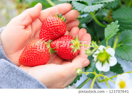 採草莓：雙手捧著鮮紅的草莓 123787641