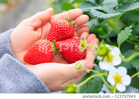 Strawberry picking: Bright red strawberries held in both hands 123787643