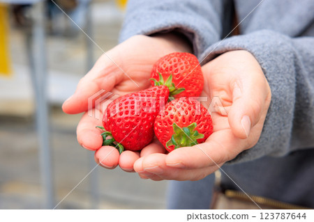 Strawberry picking: Bright red strawberries held in both hands 123787644
