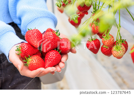 Strawberry picking: Bright red strawberries held in both hands 123787645