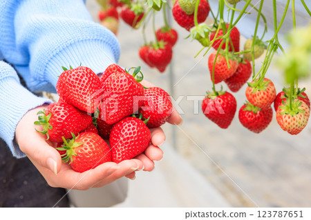 Strawberry picking: Bright red strawberries held in both hands Strawberry picking: Bright red strawberries held in both hands 123787651