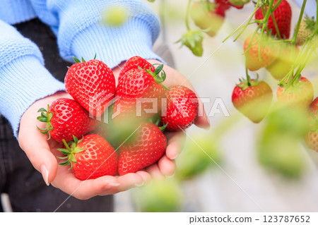 採草莓：雙手捧著鮮紅的草莓 123787652