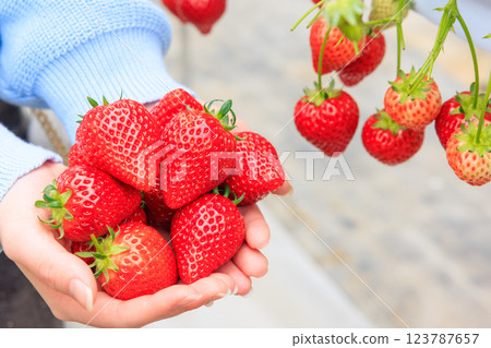 Strawberry picking: Bright red strawberries held in both hands Strawberry picking: Bright red strawberries held in both hands 123787657