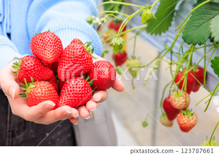 Strawberry picking: Bright red strawberries held in both hands 123787661