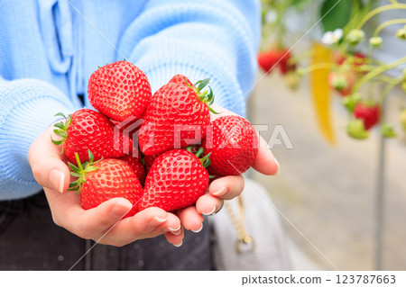 Strawberry picking: Bright red strawberries held in both hands 123787663