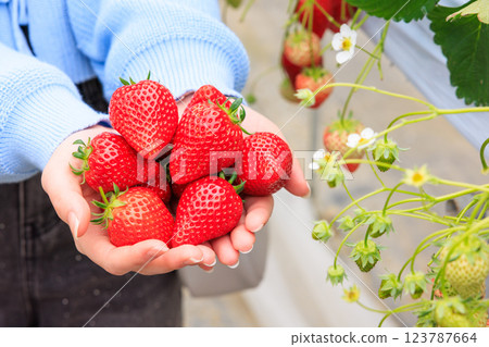 Strawberry picking: Bright red strawberries held in both hands 123787664